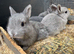 Netherland x lionheads
