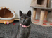 Kittens for sale