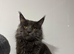 Maine Coon /Maine Coon Cross Kitten