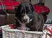 Swiss shepherd x husky x border collie puppies