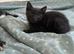 2 kittens