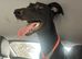 Lurcher