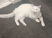 Turkish angora white cat