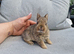 Netherland dwarf girl