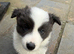 Border collie puppies