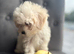 Small beautiful girls available ready now f1