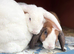 Gorgeous Mini Plush Lops
