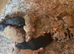 Lurcher puppies