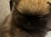 Small Pomeranian boy