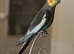 Grey Cockatiel parrot