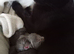 2weeks old