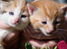 Kittens for sale