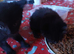 8 week old kittens