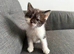Lilly the kitten needs her forever home
