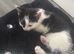 kitten ready for new homes