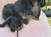 Beautiful baby Lops