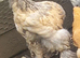 Brahma and cochin females