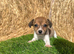 Jack Russell puppies