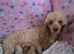 Beautiful toy poodle babies