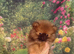 Pretty Pom Puppies READY TO LEAVE