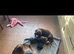 Dachshund puppies