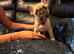 Frenchie pups