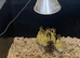 Muscovy Ducklings