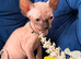 3 beauties for reservation