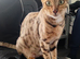 1 beautiful feamle full breed bengal