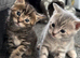 Gorgeous light grey tabby kitten