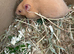 Syrian Hamster Baby Boys - Ready Now