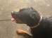 Gorgeous 5year old Rottweiler