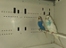 Breeding pair budgies