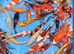Japanese hq koi tosai