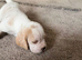 Beagle ,, kc reg Charter-wood /davicard  champion beagles