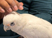 Silly tame beard eyed cockatoo