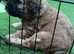 F1B cavapoos