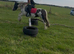 For sale honey 12.2hh cob mare