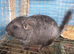 Ebony Hetro dark male
