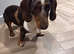 8 month old miniature dachshund