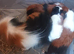 Beautiful  male guinea pigs