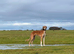 Male saluki