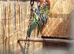 Pair rosellas £230