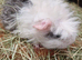 One only baby texel boy guinea pig