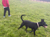 Whippet crossed with staffie pup