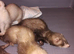 4 Jill kits