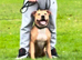 Staffordshire Bull Terrier Pups