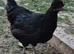 SAGE shell coloured hatching eggs - large hatchign eggs Legbar-Araucana