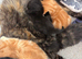 1 kitten left Beautiful playful kittens ready now