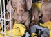 Dachshund isabella puppy for sale
